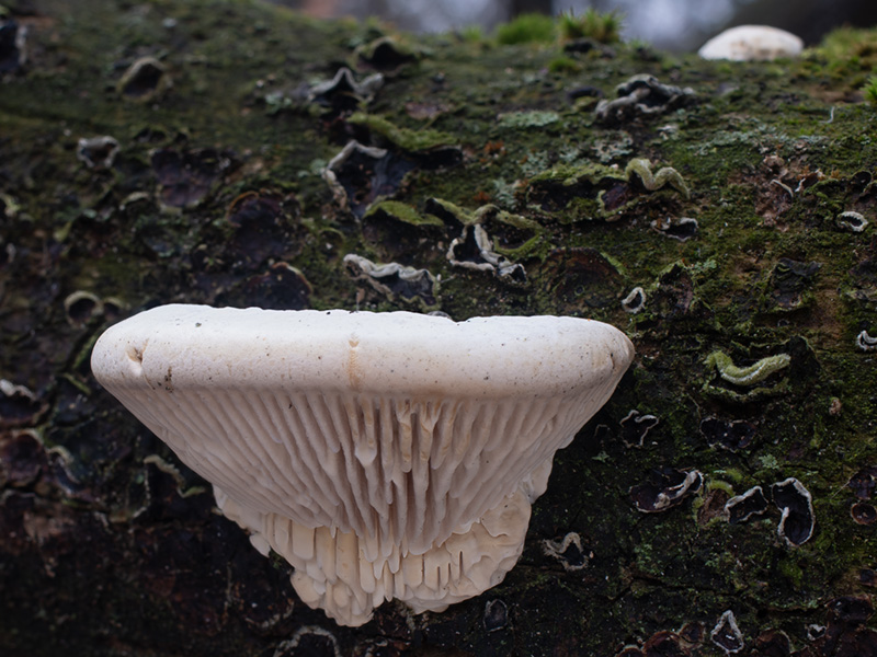 Cellulariella warnieri